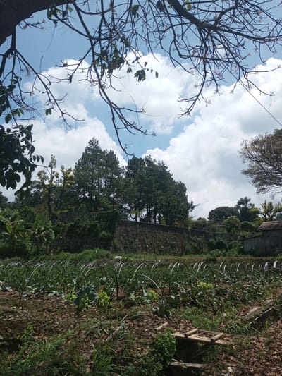 The image depicts an outdoor scene in Kioumaknao 2, Laos, featuring a cultivated garden in the foreground. The garden contains rows of plants, some covered with arched structures, suggesting a deliberate planting and maintenance effort. The ground is covered with soil, interspersed with leaf litter and vegetation. Behind the garden, a wall separates it from a dense area of trees and greenery. The backdrop includes coniferous trees and other varied vegetation against a sky with scattered clouds. Branches from trees overhang the scene from the top of the image. In the distance, there are glimpses of buildings. There are no people visible in the image. The environment suggests a rural or semi-rural setting.