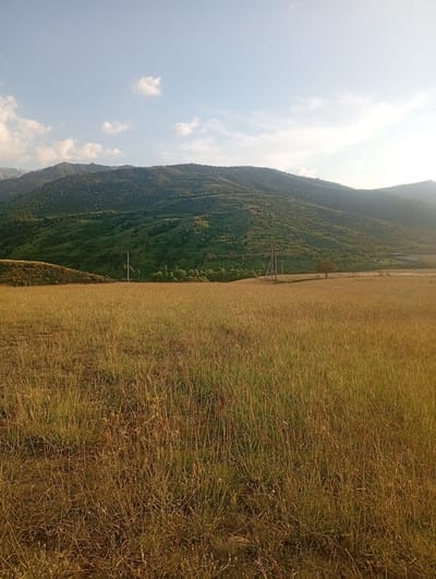 The image depicts a rural landscape under a clear, partly cloudy sky, likely in or near Көксаяқ ауылдық округі, Kazakhstan. The foreground is dominated by a field of dry, golden grass, suggesting a late summer or early autumn setting. In the midground, a gentle hill slopes upwards, transitioning into a larger, densely vegetated mountain range that fills the background. The mountain slopes are covered with a mix of trees and shrubs, creating a textured green surface. Several man-made elements are visible: a single utility pole with wires stands in the midground, and further in the distance, a small cluster of buildings or structures can be observed. A lone tree is also present in the midground, casting a shadow on the dry grass. The overall lighting suggests it is late afternoon, with the sun casting a warm glow over the scene and creating soft shadows. There are no people or animals visible in the frame.