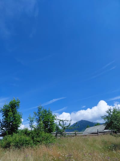 The image depicts a rural landscape under a clear blue sky with wispy clouds. In the foreground, a field of tall, dry grass is dotted with small wildflowers. A rustic wooden fence runs horizontally across the middle ground, separating the field from a cluster of lush green trees and bushes. Behind the trees and fence, a simple, weathered wooden building with a gray, corrugated roof is visible. In the distance, a densely forested mountain rises under the expansive sky. The scene is peaceful and natural, suggesting a remote, agricultural area. The location is identified as Chernyk, Ukraine. There are no people or animals visible in the image.