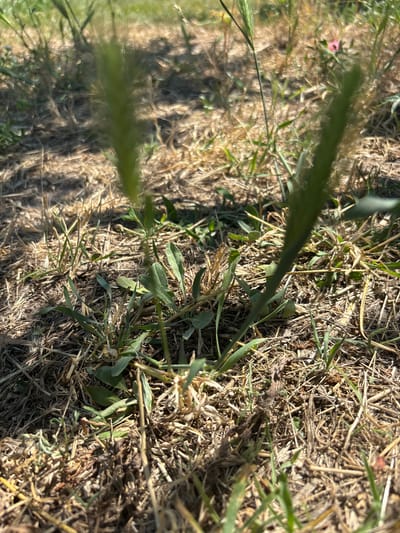 The image shows a close-up, angled view of dry, matted grass and sparse green shoots on the ground. The ground is covered in a mix of straw-like debris and darker soil. Several blades of green grass are prominent in the foreground and mid-ground, some in sharp focus, others blurred. One of the blurred green elements appears to be a grass seed head. A tiny, out-of-focus pink object, possibly a small flower or petal, is visible in the upper left portion of the image, amongst the dry grass. The lighting suggests a sunny day, with shadows cast by the vegetation. The scene depicts a natural, outdoor environment. There is no visible text in the image.