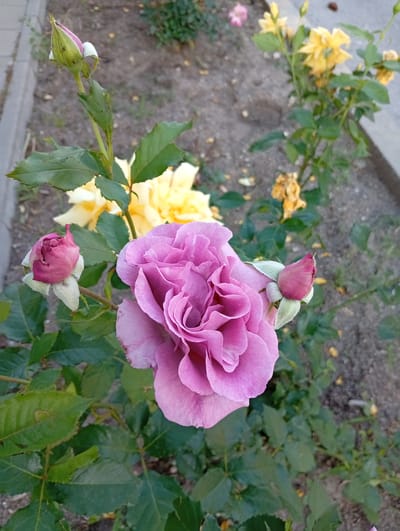 A close-up, eye-level, outdoor, full-shot photograph captures a vibrant rose bush in bloom, situated in Popovo, Bulgaria. The central subject is a large, fully opened lavender rose, its petals intricately layered and velvety. To the left and right of the main bloom, two rosebuds are visible, one a deep pinkish-red and the other a lighter shade, both covered in fine, downy hairs. Behind the lavender rose, two yellow roses, one fully open and the other partially so, add a contrasting splash of color to the scene. The rose bush's foliage is a lush, dark green, with leaves showing signs of wear and tear, some with small holes. The ground beneath the bush is covered in dry, sandy soil, dotted with fallen yellow petals and leaves. A hint of a concrete border lines the left edge of the frame, suggesting a manicured garden or park setting. The lighting is soft, indicating an overcast day or late afternoon sun, casting no harsh shadows. The overall impression is one of natural beauty and the gentle progression of flowering.