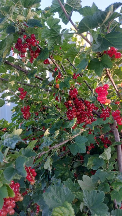 This image shows a close-up view of red currants growing on a bush. The currants are clustered together in bright red bunches, interspersed with green leaves. The branches of the bush are visible, as are some lighter-colored elements in the background, possibly a fence or wall. The lighting suggests it is daytime, with the sun casting a warm glow on the fruit. The image appears to have been taken outdoors. There are no people or animals visible in the scene. The location is specified as Masty, Belarus.