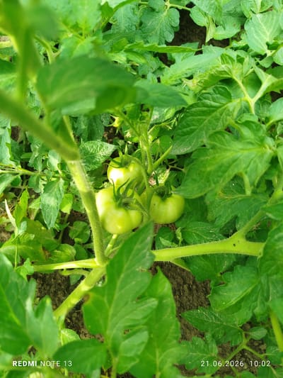 The image is a close-up, eye-level shot of a tomato plant with several unripe green tomatoes growing on it. The plant is situated outdoors, in what appears to be garden soil. The leaves of the plant are a vibrant green and occupy most of the frame, obscuring the background. The tomatoes are round and smooth, with some showing slight indentations at the top where the stem attaches. The lighting suggests it is daytime, with sunlight illuminating the tomatoes and casting subtle shadows. The text "REDMI NOTE 13" and "21.06.2026 10:02" are visible in the bottom left and bottom right corners of the image respectively, indicating the device used to capture the photo and the date and time. There are no people or animals visible in the image, and no specific location in Асан-Чек, Kyrgyzstan, is discernible from the visual elements alone.