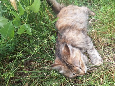 A tabby cat is lying on its side in green grass. The cat is mostly covered by grass and leaves, with only its head and a portion of its back visible. The cat appears to be asleep or resting. The environment is an outdoor setting with natural vegetation. There are no people or man-made objects visible in the image.