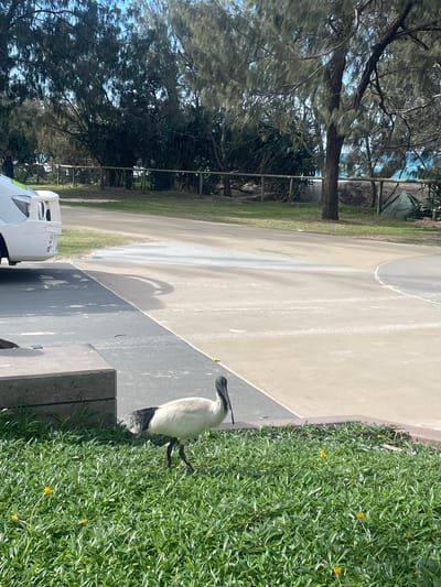 The image shows an Australian White Ibis walking on a lawn in front of a concrete planter box. The bird is mostly white with black wingtips and a black head and neck. It has long, dark legs and a long, curved beak. The lawn is green and lush, with a few small yellow flowers scattered throughout. In the background, there is a paved area, a wooden fence, and trees. Further in the background, a green tent is visible, and beyond that, the ocean. To the left, the front of a white vehicle is partially visible. The scene appears to be in a park or recreational area along the Gold Coast, Australia.