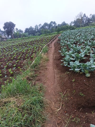 A cultivated hillside reveals two distinct crops separated by a narrow dirt path and a white pipe. To the left, young plants, possibly cabbages, populate the field. To the right, mature broccoli plants with broad, green leaves dominate the landscape. The sky is overcast, suggesting a cool or wet climate. Trees line the horizon above the field, adding depth to the agricultural scene. Grass and weeds encroach along the pathway edge.