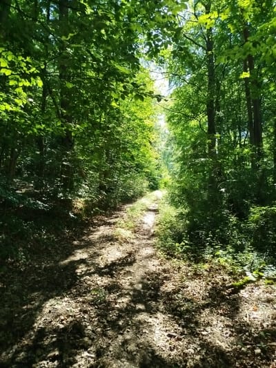 This image captures a sun-dappled forest path in Bad Mergentheim, Germany. The path, covered with fallen leaves and dirt, winds through a dense forest with lush green foliage. Sunlight filters through the canopy, creating dappled shadows on the ground and illuminating the trees. The vegetation is thick on both sides of the path, with a variety of plants and undergrowth. The overall impression is one of a serene and natural environment.