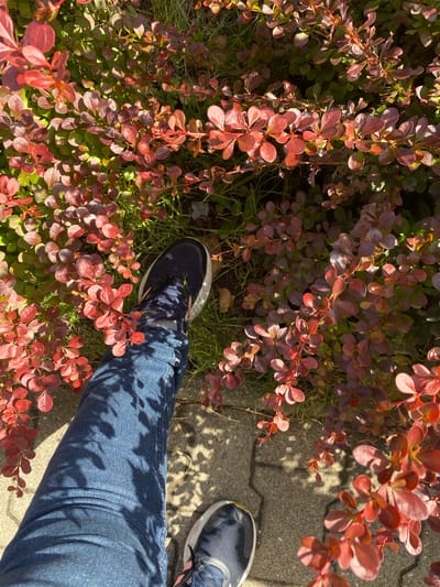 In the city of Osek, Czechia, a person's legs are visible, wearing dark blue jeans and sneakers. The individual is standing on a paved area with a cobblestone pattern, partially obscured by a dense bush with small, reddish-brown leaves. The bush is casting dappled shadows onto the paving stones. The scene is illuminated by sunlight, creating bright highlights and deep shadows.