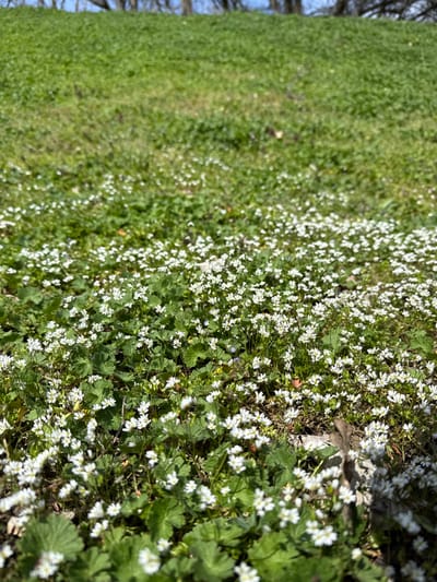 The image depicts an outdoor natural scene in the city of Senokos, Bulgaria. The foreground is filled with a dense carpet of small white wildflowers and green foliage, covering the ground. Each flower is composed of multiple small white petals. This floral growth extends upwards onto a gently sloping grassy hill that occupies the midground and background, becoming less concentrated with distance. At the very top of the incline, a blurred line of dark green trees or shrubs is visible against a strip of clear blue sky. The scene is illuminated by natural daylight. No individuals, animals, man-made objects, or discernible actions or interactions are present within the frame. The perspective is low-angle, focusing on the flora closest to the viewer.
