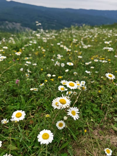 A close-up, low-angle shot captures a field of wild daisies in bloom, set against a backdrop of lush green grass and distant, hazy blue mountains under an overcast sky. The daisies, with their white petals and yellow centers, are the primary focus, with several in sharp detail in the foreground. The grass is a mix of vibrant green and drier, browner patches, interspersed with occasional small yellow flowers and a few scattered purple buds. The overall impression is of a serene, natural landscape in a rural or mountainous region. The image does not contain any people or structures, and no specific urban location details for Эникали, Russia can be inferred.