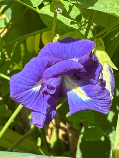 A close-up image displays a single, deep blue-purple butterfly pea flower (Clitoria ternatea) with internal white and yellow coloration. The flower exhibits a textured, somewhat ruffled petal structure. It is situated amidst blurred green foliage, consisting of leaves and stems, under direct sunlight. No human subjects or discernible actions are present. The environmental context indicates a natural outdoor setting in Panglao, Philippines.