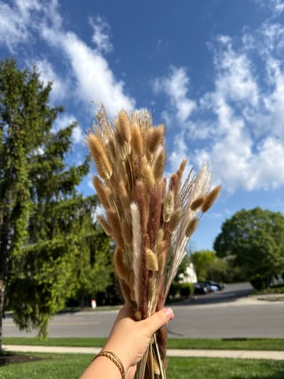 A close-up, eye-level outdoor shot depicts a person's right hand holding a substantial bouquet of dried ornamental grasses against a vibrant blue sky. The hand, positioned on the right side of the frame, features a thin, gold-colored bracelet on the wrist. The bouquet consists of various dried grasses, including fluffy, ovoid seed heads (resembling bunny tail grass) and feathery plumes, in an array of natural tones such as light tan, warm brown, and creamy white.
The background is predominantly a bright blue sky with scattered white, cumulus clouds, indicating a clear and sunny day. Below the sky and behind the hand, lush green trees are visible, suggesting a park-like or suburban setting. In the lower right background, a paved road or sidewalk can be seen, with a glimpse of a dark vehicle further down. There is no visible text in the image. The scene captures a moment of holding natural elements against a pleasant outdoor backdrop in Columbus, United States of America.