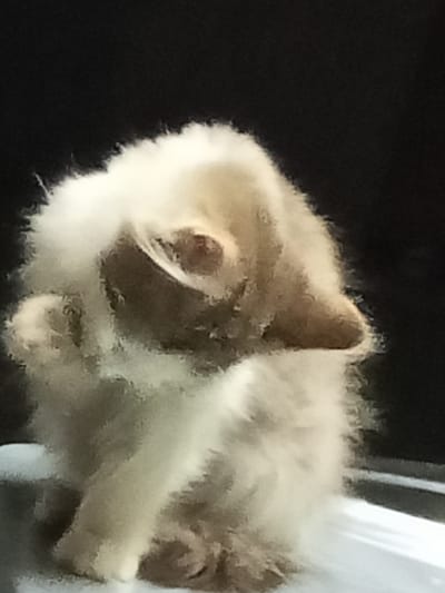 The image shows a fluffy, light-colored animal, possibly a kitten, against a dark background. The animal is curled up and appears to be grooming or sleeping. Its fur is very soft and voluminous, obscuring many of its features. The lighting highlights the texture of its fur. The background is a solid dark color, creating a stark contrast with the animal. There are no visible environmental details suggesting a specific location, including no elements that could place it in Urus-Martan, Russia.