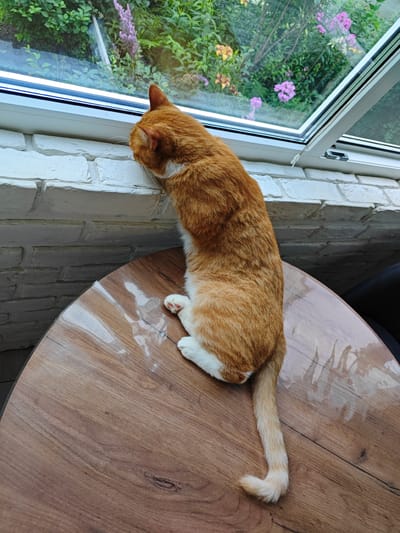An orange tabby cat is positioned on a round wooden table, its body extending towards a window. The cat's head is turned away from the viewer, looking out the window. Through the window, a garden with green foliage and pink and yellow flowers is visible. The table has a glossy surface that reflects the surrounding environment. The wall behind the window appears to be made of white painted bricks. The scene is indoors, suggesting a residential or conservatory setting in the city of Боровский, Russia.
