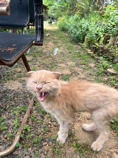 A light brown cat with its mouth open in a yawn or meow is standing on a gravel path next to a rusty metal pipe. The cat's eyes are closed, and its teeth are visible. To the left of the cat is the side of a black fabric chair with a rusty metal frame. In the background, there is lush green vegetation and some stone steps. A transparent plastic bag is floating in the air between the cat and the background. The location appears to be an outdoor, possibly rural, setting.