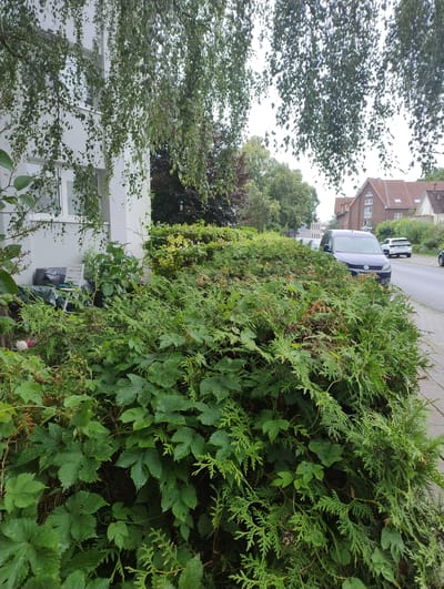 The image depicts a residential street in Uetersen, Germany. A dense green hedge, primarily composed of conifers and leafy vines, dominates the foreground, obscuring much of the view. Behind the hedge, a paved street is visible, with two vehicles parked along its edge. The first vehicle is a dark blue van, appearing to be a Volkswagen, with its headlights on. Further down the street, a white van is parked.
In the background, brick houses with red-tiled roofs line the street, indicating a suburban or urban residential area. One house has multiple windows and a prominent gabled roofline. Trees with green and dark red foliage are scattered throughout the scene, suggesting a temperate climate and possibly late summer or early autumn.
The lighting suggests it is daytime, with an overcast sky, contributing to a diffused, soft light. The foliage appears wet, hinting at recent rain or dew. The overall atmosphere is one of quiet domesticity, with no people or overt activity visible. The image is oriented vertically, with the street and vehicles appearing to run diagonally from the bottom left to the top right of the frame. There is no visible text in the image.