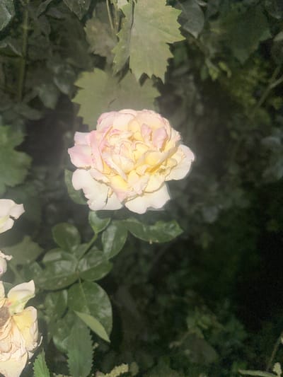 A close-up, overhead view captures a pale yellow and pink rose in soft focus against a dark, blurred background of foliage. The rose, at the center of the frame, displays delicate, layered petals, with hints of pink blushing along the edges of some. In the lower left corner, a partially visible, dried, light-colored flower is also out of focus. The environment appears to be a garden or natural outdoor setting, with green leaves and darker, indistinct shadows suggesting it is nighttime or a heavily shaded area. There are no people or signs of human activity depicted. The scene is static and lacks any discernible action. The image does not provide any specific geographical indicators to pinpoint its location within Samarkand, Uzbekistan.
