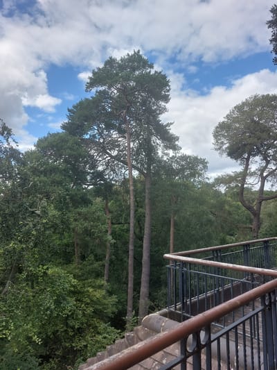 This is a vertical, slightly tilted, wide shot of tall pine trees and lush green foliage against a partly cloudy blue sky. A weathered, rusted metal railing and staircase are visible on the right side of the frame, suggesting an elevated viewpoint, possibly a viewing platform or balcony. The railing is made of metal bars and supports, with a reddish-brown patina indicating age and exposure to the elements. The staircase appears to be constructed with metal steps and a metal grate walkway, also showing signs of wear.
The scene appears to be outdoors in a natural setting, likely a park or forest, given the abundance of trees and greenery. The time of day seems to be daytime, with sunlight filtering through the clouds and trees, casting shadows and highlighting the textures of the leaves and bark. The weather appears to be pleasant, with a mix of sun and clouds.
There are no people visible in the image. The focus is on the natural landscape and the man-made structure that provides access to it. The overall impression is one of a serene, natural environment with a rustic, industrial element. The location context of Waverley, United Kingdom, suggests this could be a viewpoint in a park or a historical site. No visible text is present in the image.
