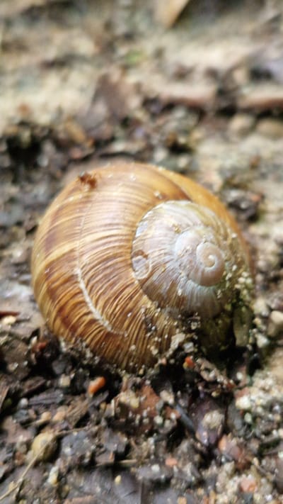 A snail shell is resting on the ground. The shell is brown and spiraled, with visible growth lines. An ant is visible on the top surface of the shell. The ground is covered with dirt, small pebbles, and bits of decaying organic matter. The image is a close-up shot, with the background blurred and out of focus. There are no people or buildings visible in the image. The scene is natural and undisturbed.