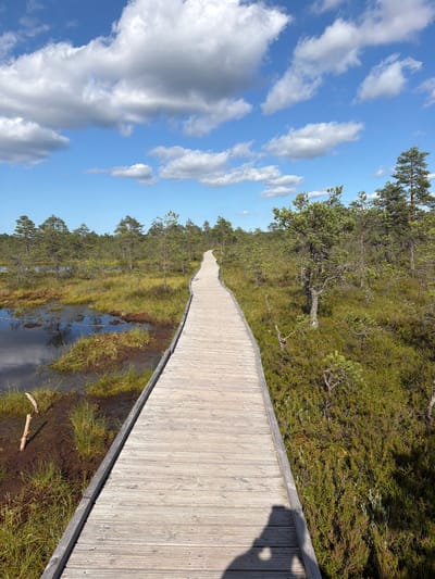 A wooden boardwalk winds through a boggy landscape under a bright blue sky with scattered white clouds. The boardwalk is made of light-colored wooden planks and curves into the distance, disappearing into a dense forest of pine trees and low-lying vegetation. The bog itself is characterized by dark water, patches of green grass, and muddy terrain. The scene suggests a natural park or protected area, likely a hiking trail designed to allow visitors to traverse the delicate ecosystem without disturbing it.
The time of day appears to be midday, given the bright sunlight casting shadows, including a distinct silhouette of a person on the boardwalk, visible in the lower right portion of the frame. The weather is clear and sunny, contributing to the vibrant colors of the sky and the lush greenery. The location is identified as Kolga alevik, Estonia, which is known for its natural beauty and peat bogs. The overall mood is serene and peaceful, inviting exploration and appreciation of nature. There is no visible text in the image.