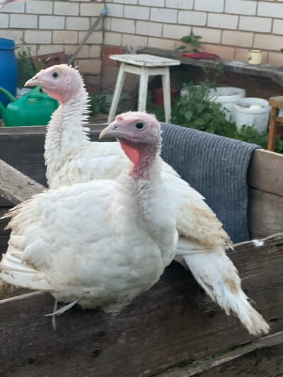 Two young white turkeys are standing outdoors on a wooden surface. The turkey in the foreground is closer to the camera and is looking towards the left. It has a pinkish head and neck, with black eyes and a small beak. Its body is covered in white feathers, with some hints of light brown near its wings. The second turkey, partially visible behind the first, is also white with a pink head and neck. They appear to be in a farmyard or rural setting, with a brick wall and greenery visible in the background. A blue bucket and a green watering can are also visible. The image is taken in daylight, suggesting it is daytime. The overall impression is of young farm animals in their natural environment. There is no visible text in the image. The location is identified as Bizyaki, Russia.