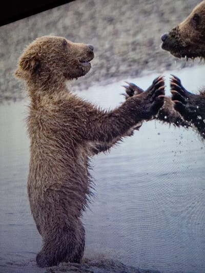 Two brown bears, likely cubs, are in shallow water. One stands on its hind legs, facing the other, with its paws raised, appearing to high-five. The other bear is partially visible, showing its head and paws meeting the first bear's. Water splashes between them. The scene is naturalistic, suggesting a playful interaction between the bears.
