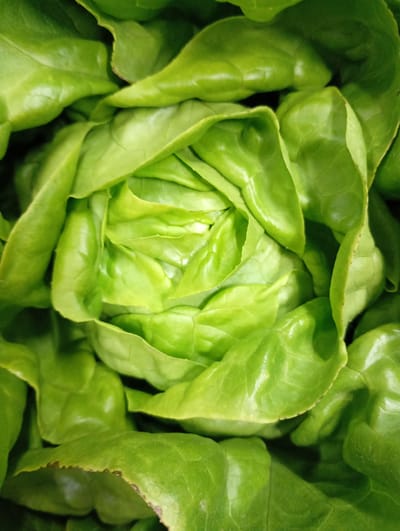 This media file presents a vibrant, top-down close-up view of a fresh head of green lettuce. The primary subject is the vegetable itself, filling the entire frame with its organic form. The lettuce leaves are tightly layered in the center, gradually fanning out towards the edges, forming a natural, intricate rosette pattern.
The dominant color is a healthy, luminous green, showcasing various shades from lighter, almost chartreuse tones in the tender inner core to richer, deeper greens on the more exposed outer leaves. The leaves appear crisp and succulent, with visible natural textures and subtle veining. A slight glossy sheen on some leaf surfaces suggests freshness and hydration. One of the cropped images reveals a very minor, natural brown discoloration on the edge of an outer leaf, typical of fresh produce.
There are no people, objects other than the lettuce, or specific activities taking place. The image is a static portrait of the vegetable. No notable time of day or weather conditions can be discerned, though the lighting appears bright and natural, enhancing the vibrant color. There are no specific location cues visible within the image itself to directly indicate Kabile, Bulgaria, other than it being a typical environment for such produce. No text is visible in any part of the image.