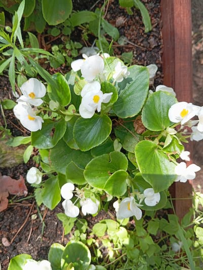A close-up, eye-level shot shows a cluster of white begonia flowers with yellow centers, interspersed with lush green leaves. The plants are growing in dark soil, with some dry brown leaves and twigs scattered on the ground. A section of a reddish-brown wooden border is visible on the right side of the frame. The lighting suggests it is daytime, with sunlight casting shadows. The image was taken in Mikaszówka, Poland.