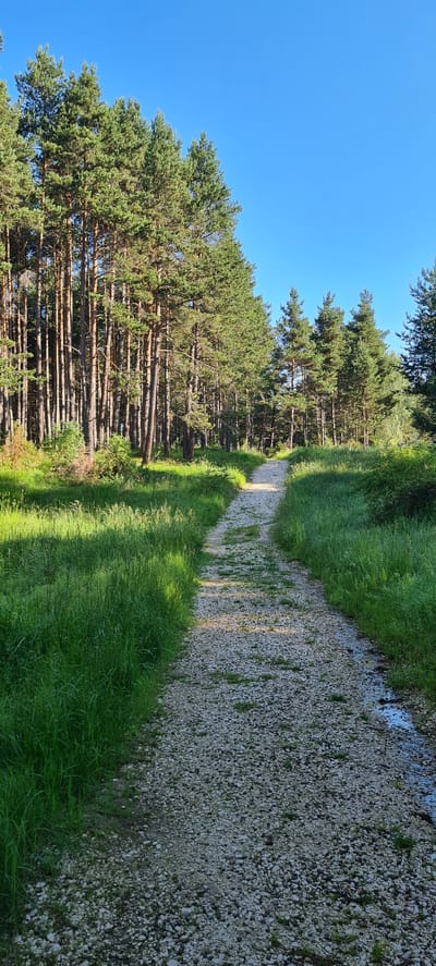 A gravel path winds through a sun-drenched pine forest in Deutschnofen - Nova Ponente, Italy. The path, composed of light-colored pebbles and interspersed with patches of green grass, leads uphill and curves to the right, disappearing into the dense trees. Tall, slender pine trees with dark bark and vibrant green needles line both sides of the path, their trunks casting long shadows across the ground. The forest floor is covered in lush, bright green grass, illuminated by the warm sunlight. The sky above is a clear, brilliant blue. The scene is serene and natural, with no people or animals visible. The overall impression is one of peace and natural beauty.