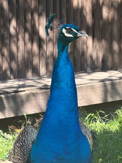 A peacock stands at the edge of a wooden deck, its blue neck stretched upwards. The head is blue with a white stripe and a small tuft of feathers. The body is covered in vibrant blue feathers. The peacock is standing near green vegetation. The location is unknown and the statement about Kalimantsi, Bulgaria cannot be verified.
