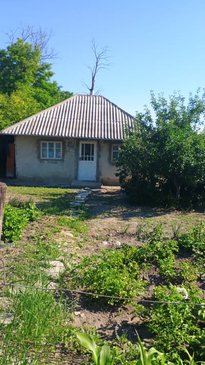 The image depicts a small, dilapidated house with a corrugated roof, possibly made of asbestos, in a rural setting in the village of Mitoc, Moldova. The house is constructed of rough, light-colored plaster with visible imperfections. It has a white paneled door with a small window and two windows with visible panes on its facade. A narrow pathway of flat stones leads to the front door. A large, leafy green tree is situated to the right of the house. The surrounding area is overgrown with grass and vegetation, with bare earth visible in patches. In the foreground, a chain-link fence runs horizontally across the image. The sky is clear and blue. A dead tree branch protrudes above the roofline, adding to the somewhat neglected appearance of the property. There are no people visible in the image.