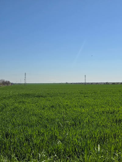 The image shows a landscape in Orizovo, Bulgaria. A vibrant green field occupies the right half of the frame, suggesting agricultural land. Utility poles stretch across the landscape, connecting to power lines that extend into the distance. A clear, blue sky fills the left half of the image. A small, dark object, possibly a bird, is visible in the sky. Trees are situated far away.