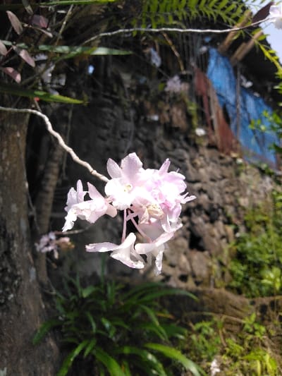 The image depicts an outdoor scene in San Cristóbal, Costa Rica, centered on a cluster of light pink and white orchids in sharp focus. Multiple orchid blossoms display visible water droplets on their petals. A small, light-colored spider is observed resting on one of the central orchid flowers.

The orchids are affixed to a thick, rough-barked tree trunk or branch, partially visible and out of focus on the left side of the frame. A slender, winding stem extends from this attachment point to the orchid cluster. The immediate foreground at the bottom of the image contains diffuse green ground vegetation.

The background, largely out of focus, consists of a dark, unevenly textured surface resembling a stone wall or natural rock face. In the upper right quadrant, a dilapidated man-made structure is discernible, constructed from rusted corrugated metal sheets and partially covered by a blue tarp. Additional green foliage, including fern-like plants, is present along the upper left and top edges of the background. The scene is illuminated by direct sunlight. No people are visible.