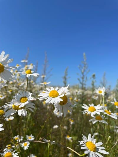 This is a close-up, low-angle, vertical photograph of a field of daisies under a clear blue sky. The foreground is dominated by several daisies, some in sharp focus and others slightly blurred. The daisies have white petals and yellow centers. Behind the foreground daisies, more flowers and tall, slender green plants stretch into the background. The sky is a solid, vibrant blue with no clouds. The image appears to be taken outdoors in a natural setting, likely a meadow or field. There are no people or animals visible in the image. The overall impression is one of a bright, sunny day in a field of wildflowers.