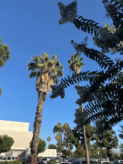This media file shows an outdoor scene on a clear, sunny day. The camera is angled upwards, focusing on the sky and the tops of several palm trees. In the foreground, a large palm tree with a rough, textured trunk dominates the frame, its fronds extending across the blue sky. Smaller palm trees are visible in the background, along with some deciduous trees and a building. The scene appears to be in a developed area, possibly a parking lot or street, as several cars are parked along the right side of the frame. The building in the background has a textured facade and a large white structure. There is no visible text in the media file. The overall impression is one of a warm, bright day in a location with a subtropical or Mediterranean climate.