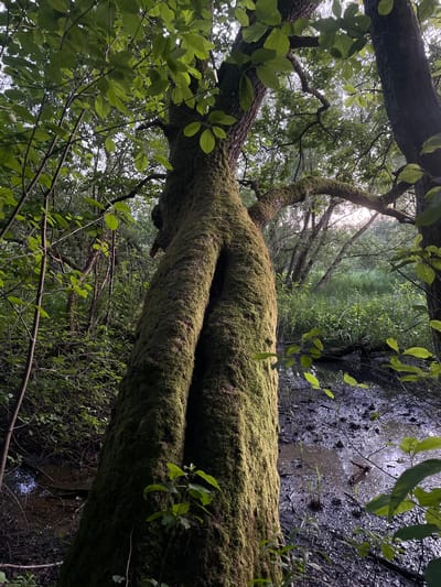 The image shows a gnarled, moss-covered tree trunk with a prominent split resembling a figure, located in a swampy forest area within the Pratasevichi rural council of Belarus. The trunk is thick and textured, covered in a vibrant green moss. Light filters through the dense foliage, creating dappled shadows on the surrounding vegetation and a murky, shallow body of water. The environment is dense with trees, undergrowth, and water, indicating a wetland or marshy forest. No people are visible in the image.