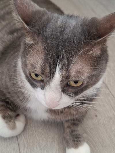 A close-up, high-angle shot shows a domestic cat with gray and white fur lying on a light-colored wooden floor. The cat's head is the primary focus, with its yellow-green eyes looking downwards and slightly to the side. Its ears are alert, and its white whiskers are prominent. The fur exhibits a tabby pattern with variations in gray and white patches on its face and body. The wooden floor has a visible grain texture. The image is well-lit, and the cat appears relaxed. There are no people or other animals present in the image. The location in the city of Korzhevo, Moldova, is not discernible from the visual information provided in the image.