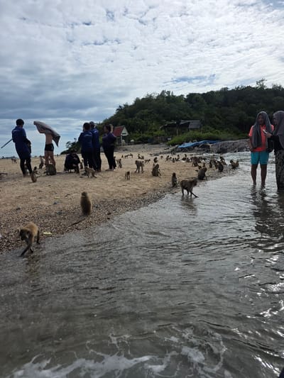 The image captures a scene on a beach where a group of people are interacting with many monkeys. The people, some wearing casual clothing and others in more uniform-like outfits, are standing on the sandy shore. Some are observing the monkeys, while others appear to be walking or engaged in conversation. One person is wearing an orange shirt and blue shorts, with another in a grey hooded garment. Several individuals are in blue shirts.
The monkeys are scattered across the beach and near the water's edge. Some are standing, while others are sitting or walking. They seem to be coexisting with the people, suggesting a tourist area or a place where feeding is permitted. The water is visible on the right side of the image, with gentle waves lapping at the shore. The beach is composed of sand and small pebbles.
Behind the beach, a lush green forest is visible, indicating a natural, tropical environment. In the background, there are glimpses of small structures, possibly huts or shelters, nestled among the trees. The sky is partly cloudy with patches of blue sky and white clouds, suggesting it might be daytime, possibly late morning or early afternoon. The overall mood appears relaxed, with the people calmly observing the wildlife. There is no visible text in the image. The location context suggests this is Bang Sare, Thailand.