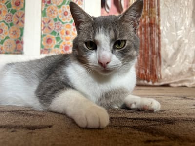 A grey and white cat is lying down on a brown carpet. The cat is facing the camera and has green eyes. The background is blurred and appears to be a room with patterned curtains and a wall. The image is an indoor shot. There is no information about the location in the city of Yelnya, Russia.