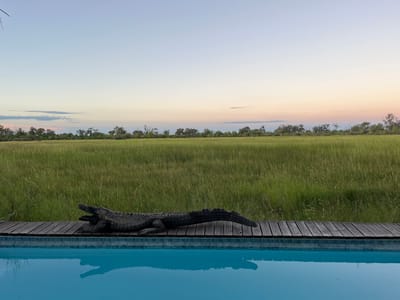 A black crocodile statue lies on a wooden deck next to a blue pool of water. Beyond the pool, a field of green grass stretches to the horizon, where a line of trees and a blue and pink-tinted sky are visible. The statue is oriented horizontally along the deck, with its head near the left edge of the frame. The pool water reflects the statue, and there are some plant stalks visible throughout the frame. The location is identified as Khwai, Botswana.