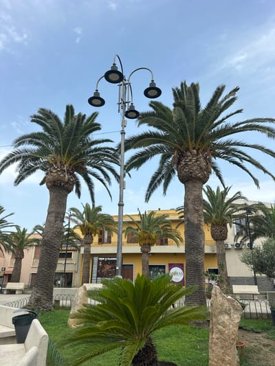 The image shows a street scene in Villasimius, Italy, under a partly cloudy sky. In the foreground, a lush green palm plant is in focus. Behind it, several large palm trees dominate the scene. In the mid-ground, a yellow building with wooden-shuttered windows stands. A street lamp with multiple lights is positioned to the left of center. Benches and a trash can are visible in the foreground, along with a decorative stone. The building has signage, including "COMUNE DI VILLASIMIUS" and a purple sign with "MORAS" and "NATURALLY BUSINESS". The general environment appears to be an outdoor public space in a coastal town. There are no people visible in the image.