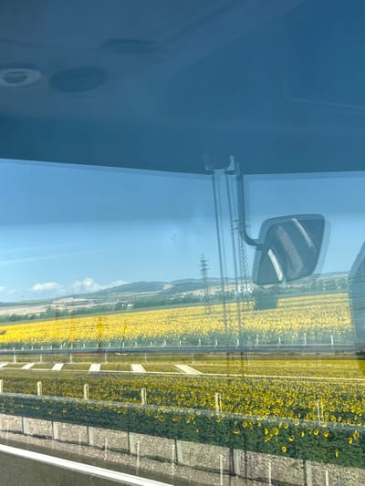 An eye-level shot captures a vibrant field of sunflowers viewed through a vehicle's windshield. The foreground shows a road or barrier with a stone wall on the right, and a blurred section of another vehicle's side mirror is visible on the left. Beyond the barrier, two distinct rows of sunflowers stretch across the landscape. The closest row consists of smaller, more sparsely planted sunflowers, while the row further back is a dense carpet of yellow blooms. In the mid-ground, a power line pylon stands tall, and rolling hills dotted with trees form the horizon under a clear blue sky. The scene is lit by bright sunlight, creating a sense of warmth and clarity. The location is identified as Prolesha, Bulgaria.