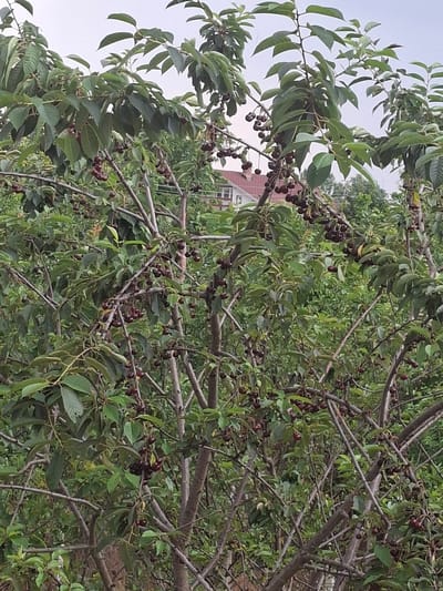This is a medium-shot, eye-level photograph of a cherry tree laden with ripe, dark red cherries. The tree is densely branched with numerous clusters of cherries hanging from thin stems. The leaves are a vibrant green, and some are partially obscuring the fruit. In the background, a residential building with a red roof and white walls is visible through the foliage. The overall environment appears to be a garden or orchard, likely in a rural or semi-rural setting. The image was taken in Dolna Malina, Bulgaria.