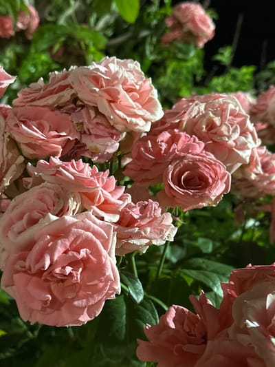 The image displays a close-up view of a cluster of pale pink roses, heavily laden on their branches. The roses are in various stages of bloom, with some fully open and others still in bud. The background consists of lush, dark green foliage, illuminated by an unseen light source that creates a dramatic contrast. The lighting suggests it may be nighttime or a dimly lit area, as the background is mostly dark, with the roses being the primary illuminated subjects. The overall impression is one of abundance and delicate beauty. The image does not contain any identifiable landmarks or elements that would specifically place it in the city of Izobilnyy, Russia, or any other specific urban location. It is a natural scene focused solely on the flowers and their immediate surroundings.