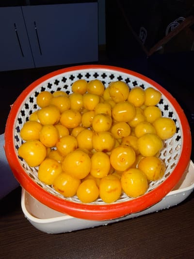 A close-up, eye-level shot shows a red and white plastic basket overflowing with yellow cherries, resting on a white plastic bowl. The cherries are round and plump, with visible water droplets on their skins, suggesting they have recently been washed. The basket has a white, woven pattern and a thick red rim. The bowl beneath is simple and white, with some water visible on its exterior. The background is dark and out of focus, with hints of dark blue furniture or cabinets. The overall impression is one of fresh produce ready for consumption. This scene is typical of a domestic setting, such as a kitchen or dining area, and could be found in any household in Mastaga, Azerbaijan, or elsewhere.