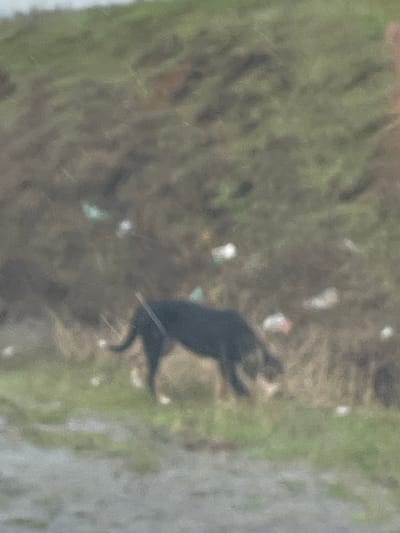 An undated, blurry image depicts a dark-colored dog foraging on a littered, grassy slope in Nevestino, Bulgaria. The dog, appearing mostly black with lighter tan markings on its legs, is positioned in profile, facing right, with its head down towards the ground. A thin, light-colored stick or rod lies across its back. The immediate environment consists of green grass transitioning to a muddy, brown-green sloped embankment behind the dog. Numerous pieces of white and light-colored refuse, consistent with plastic bottles and bags, are scattered across the slope. The top portion of the image shows a less distinct, greener area. The foreground includes a strip of green grass and a darker, possibly wet, ground surface. No other individuals or animals are visible.