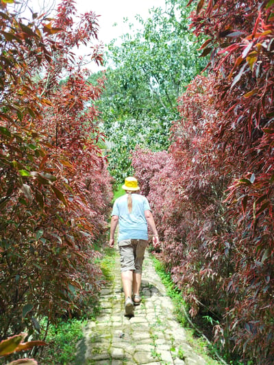 The image depicts a person from behind, wearing a light blue t-shirt, tan cargo shorts, and a yellow hat with a ponytail extending out the back. They are walking away from the camera down a paved pathway lined with dense foliage. The foliage on the left and right sides of the path consists of plants with striking reddish-brown leaves, while the background features lush green trees under a bright sky. The pathway itself is constructed from light-colored, irregular stone pavers, with some moss and grass growing between them. The scene appears to be an outdoor garden or park area, possibly within the city of Trường An, Vietnam.