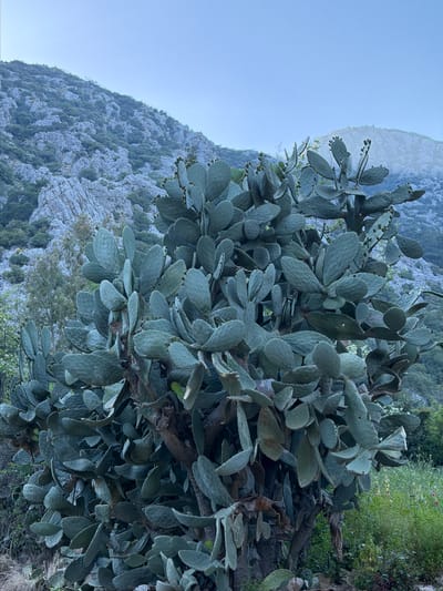 The original image is a vertical outdoor shot depicting a natural landscape, likely in Kumluca, Turkey. The foreground and midground on the right side of the frame are dominated by a large, dense prickly pear cactus (Opuntia ficus-indica). This succulent plant features numerous flat, paddle-shaped pads that are a muted blue-green color. Several small, green, undeveloped fruits are visible on the pads.
In the background, a rugged, rocky mountain face extends across the left and upper portions of the image. The mountain is characterized by light grey, weathered rock, with scattered patches of dark green vegetation, such as trees or shrubs, clinging to its slopes and growing in crevices. A clear, pale blue sky is visible in the upper-left corner, suggesting fair weather conditions.
The scene appears to be set during daytime, with soft, even lighting that avoids harsh shadows, possibly indicating morning or late afternoon. There are no people or specific activities taking place, creating a tranquil and undisturbed natural environment. The presence of the prickly pear cactus and rocky mountains is characteristic of a Mediterranean climate. No visible text is present in the image.