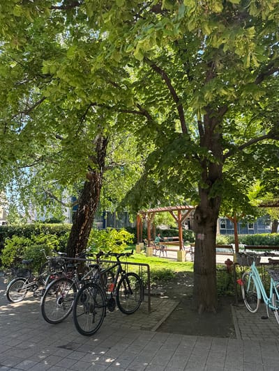 The image shows an outdoor scene in Siófok, Hungary, featuring bicycles parked near trees in a paved area. A row of bicycles is locked to a rack, with a mix of road and hybrid models. A light blue vintage-style bicycle leans against a tree near a red fire hydrant. A park-like setting is visible behind the bicycles, with a wooden gazebo or pergola. The trees provide shade, and the scene appears to be in a public area, possibly a park or pathway in the city.