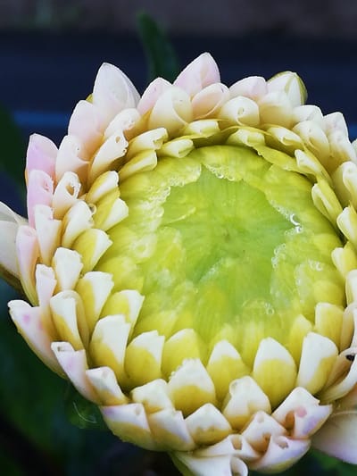 The image shows a close-up of a partially opened flower bud, likely a dahlia, with pale yellow and pink outer petals and a bright green center. Dewdrops are visible on the petals and the central area. The background is blurred, featuring dark green foliage and a dark, indistinct area that could be a building or a shaded patch of ground. The lighting suggests it is daytime, possibly morning due to the dew. There are no people or man-made structures identifiable in the image. The location in Новапагосцкі сельскі Савет, Belarus, is not visually represented in the photograph itself; this information is external to the visual content.